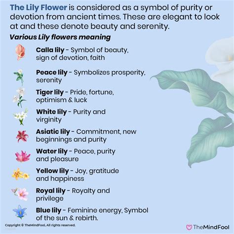 lily meaning.